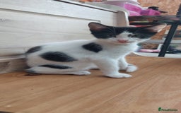 Domestic Shorthair cats for sale: Last 2 happy kittens looking for forever homes - Image 3