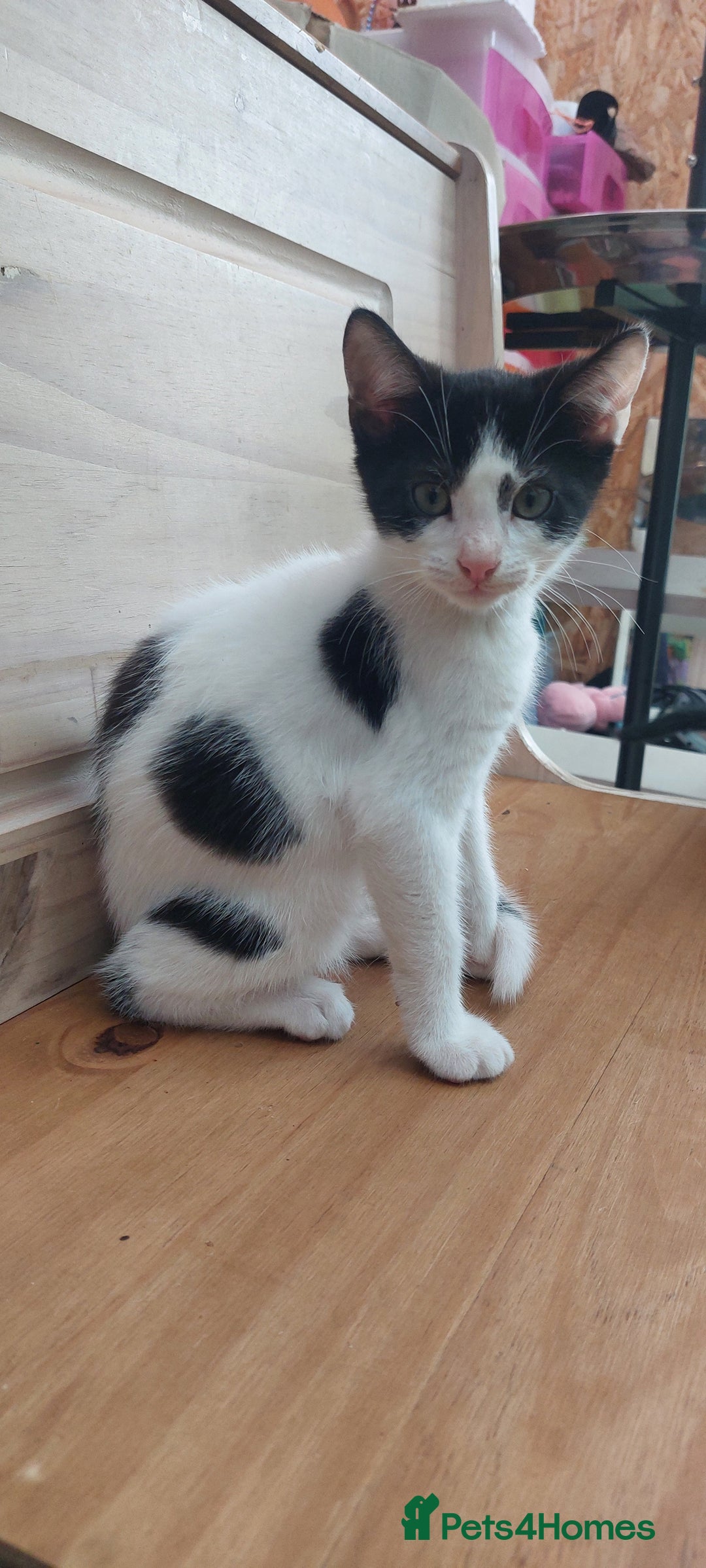 Domestic Shorthair cats for sale: Last 2 happy kittens looking for forever homes - Image 3