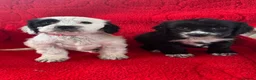 Mixed Breed dogs for sale: sprocker puppies in Kidlington - Advert 12