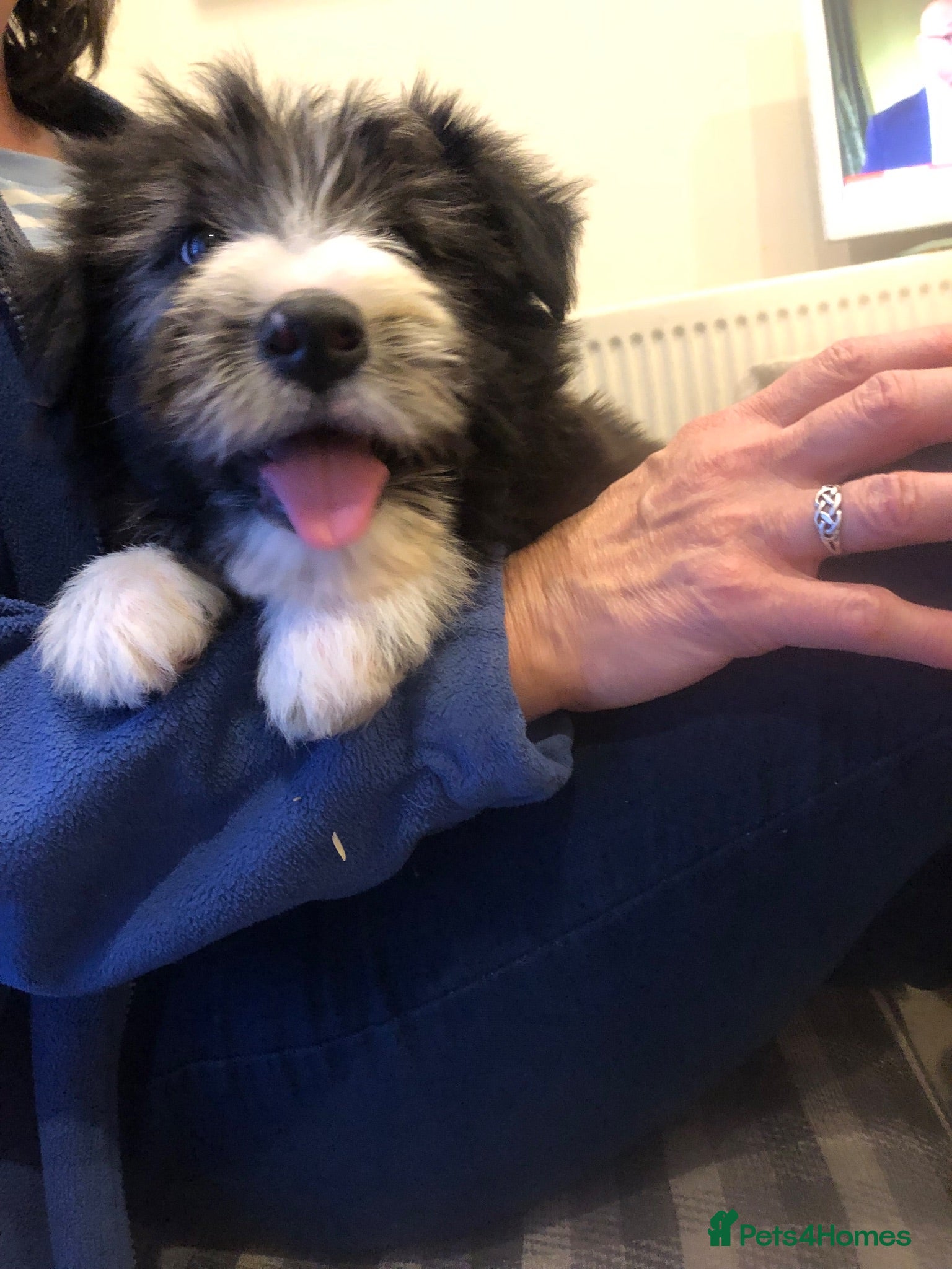 Bearded Collie dogs Beautiful Bearded Collie Puppies.  - Advert 1