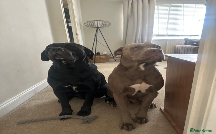 Cane Corso dogs - Advert 1
