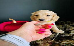Miniature Dachshund dogs for sale: Cream Litter 5 Star Breeder ⭐️⭐️⭐️⭐️⭐️  - Image 7