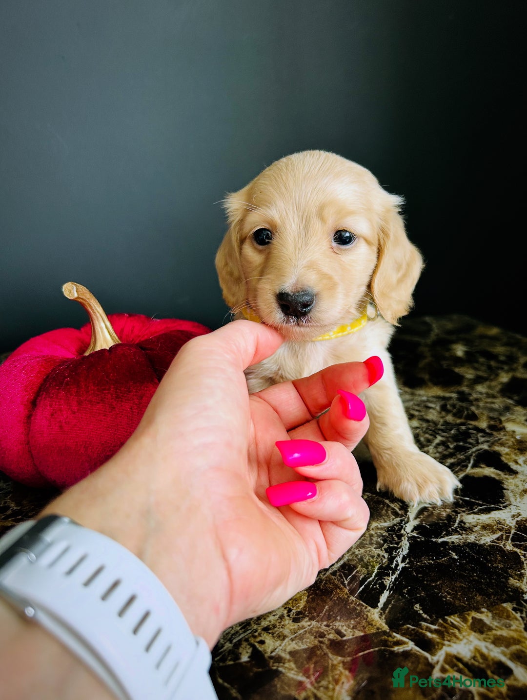 Miniature Dachshund dogs for sale: Cream Litter 5 Star Breeder ⭐️⭐️⭐️⭐️⭐️  - Image 7