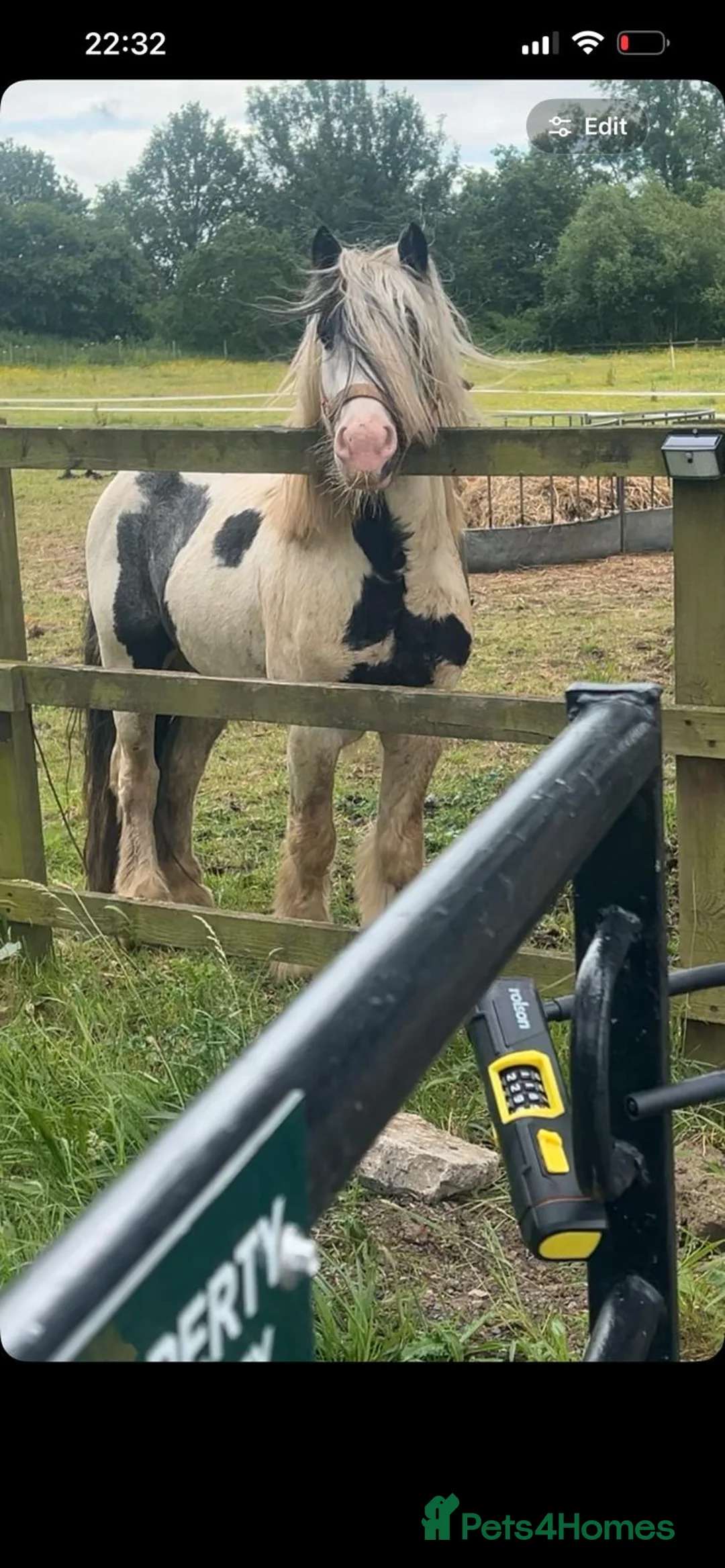 Irish Cob horses for sale: Tony the pony  - Advert 2