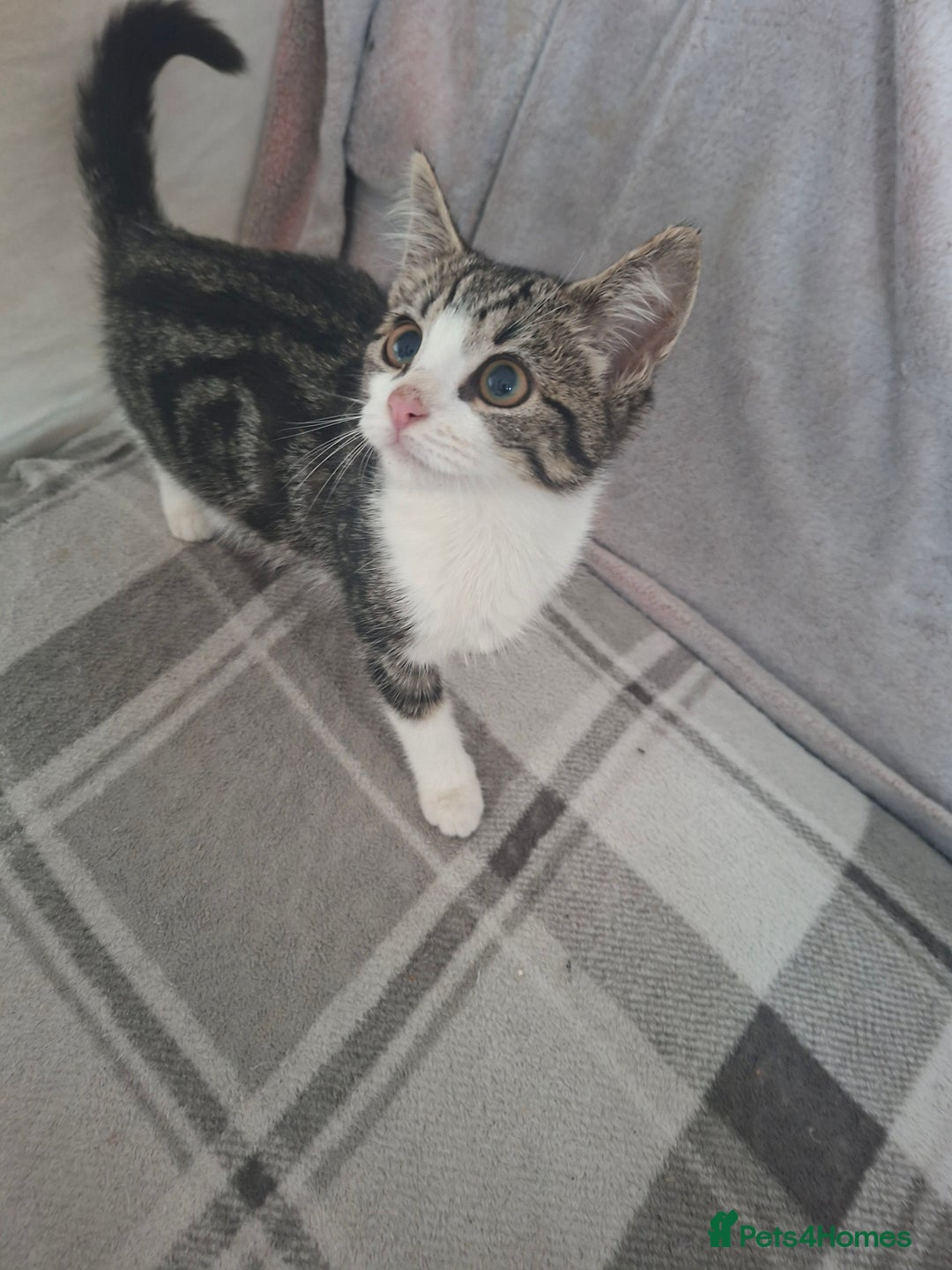 Domestic Shorthair cats for sale: Miss alice s - Advert 11