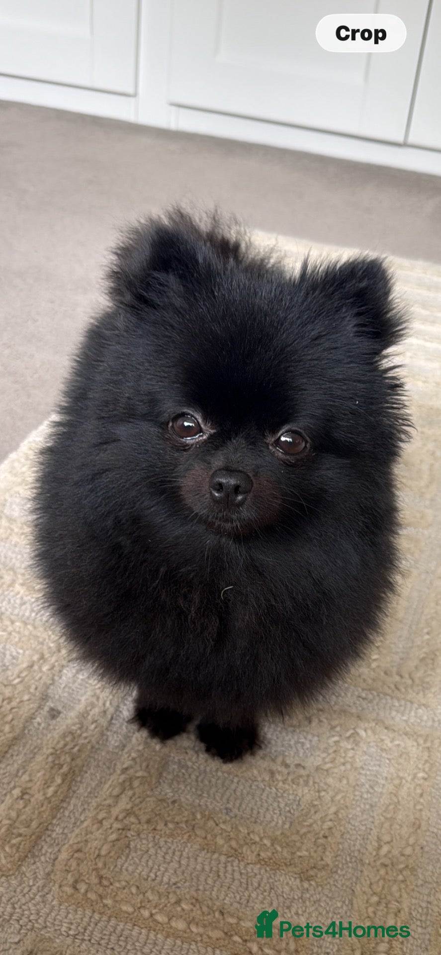 Pomeranian dogs for sale: ❤️🐾Beautiful KC registered Pomeranians - Advert 2