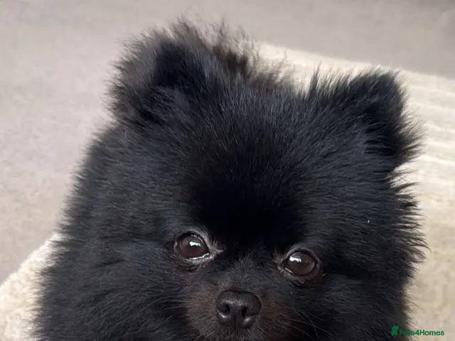 Pomeranian dogs for sale: ❤️🐾Beautiful KC registered Pomeranians - Advert 2