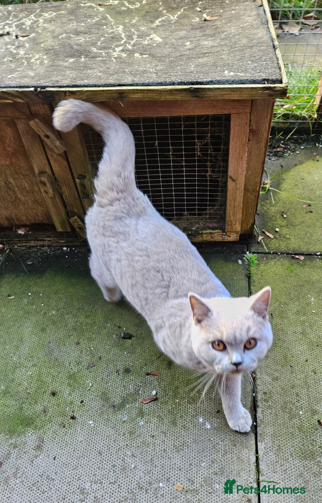 British Shorthair cats for sale: British Shorthair Boy Available  - Advert 4