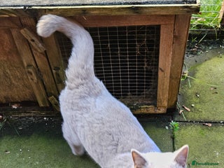 British Shorthair cats British Shorthair Boy Available - Advert 1