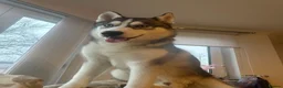 Siberian Husky dogs for stud: 🐾Handsome Blue-Eyed Siberian Husky Stud🤍 in Glasgow - Advert 17