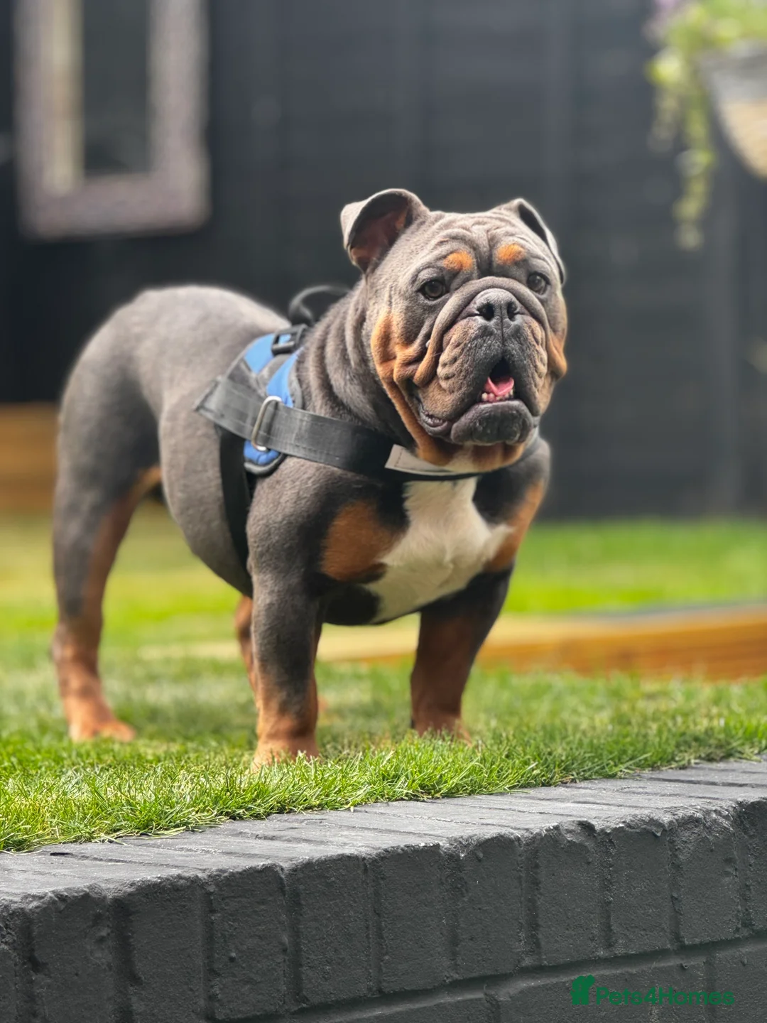 English Bulldog dogs for stud: For Stud  in Canterbury - Advert 1