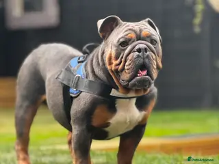 English Bulldog dogs For Stud in Canterbury - Advert 1