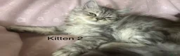 Persian cats for sale: 2 BOYS LEFT  - Advert 3
