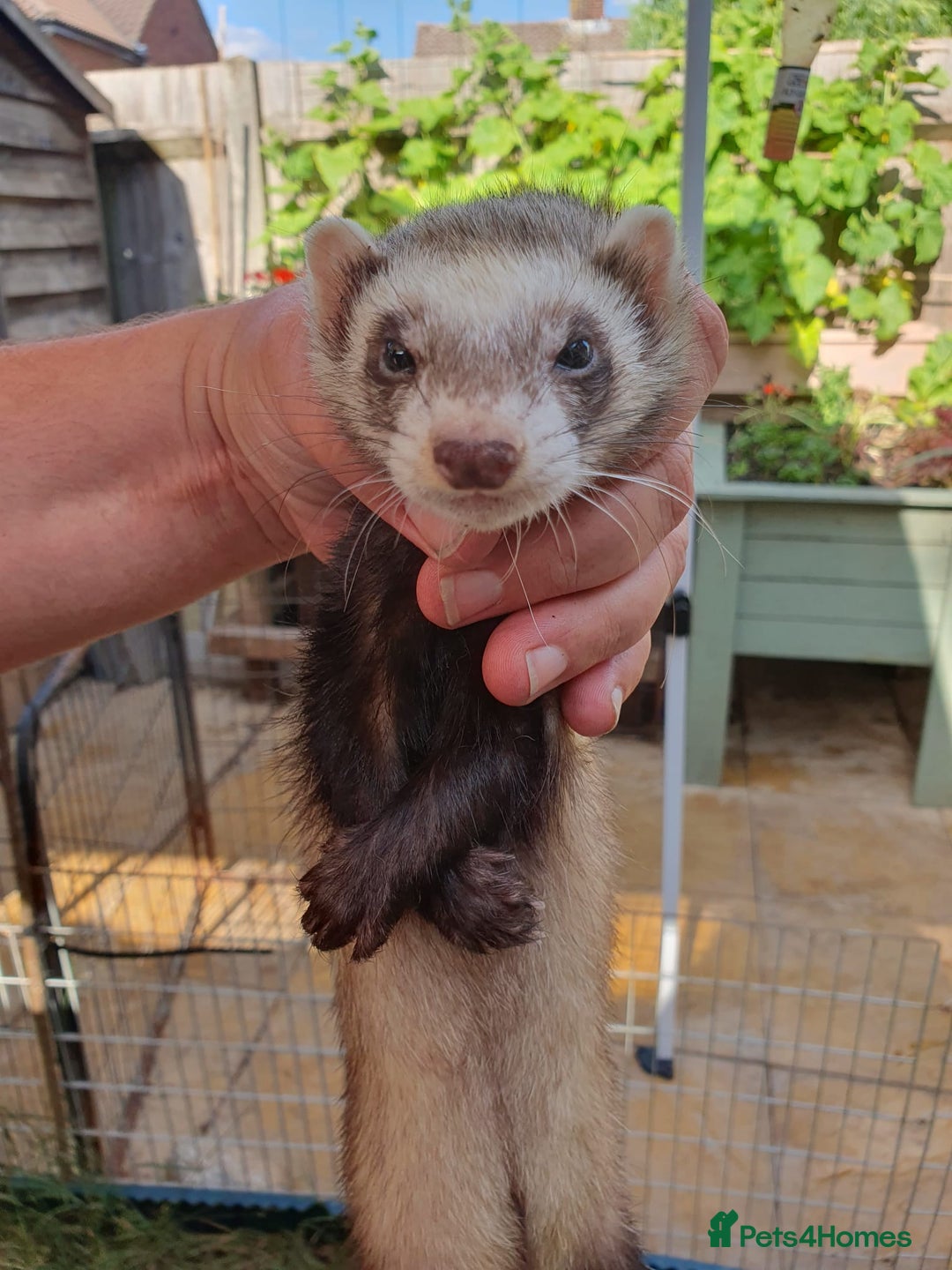 Ferret rodents for sale: 3 polecat jills - Image 1