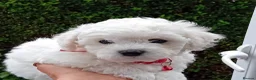 Bichon Frise dogs for sale: Bichon Frise (3 girls left ) - Advert 9