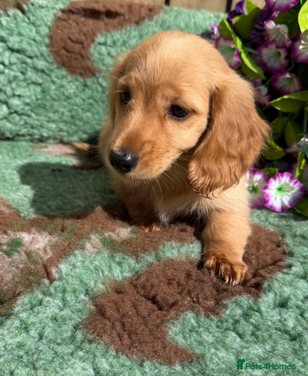 Miniature Dachshund dogs for sale: 🧡💛Stunning Longhaired Dachshund Puppies💛🧡 - Advert 2