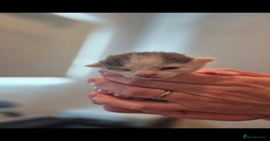 Bengal cats - Advert 9