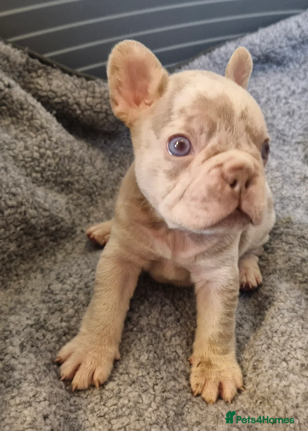 French Bulldog dogs for sale: Stunning dwkc merle french bulldogs  - Advert 15
