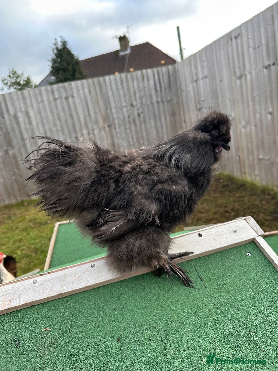 Chickens poultry for sale: Silkie Roosters  - Advert 8