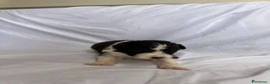 Australian Shepherd 4