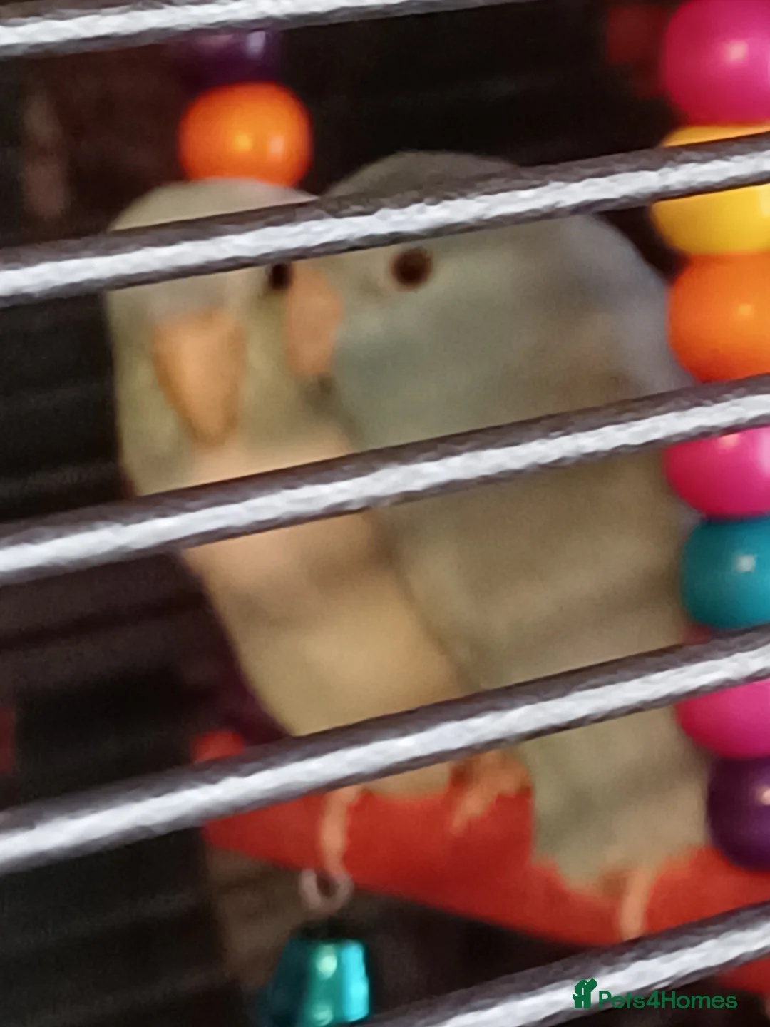 Parrots birds for sale: Celestial Parrotlets - Advert 2