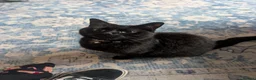 Mixed Breed cats for sale: Beautiful female cat aged 3 in Yeovil - Advert 4
