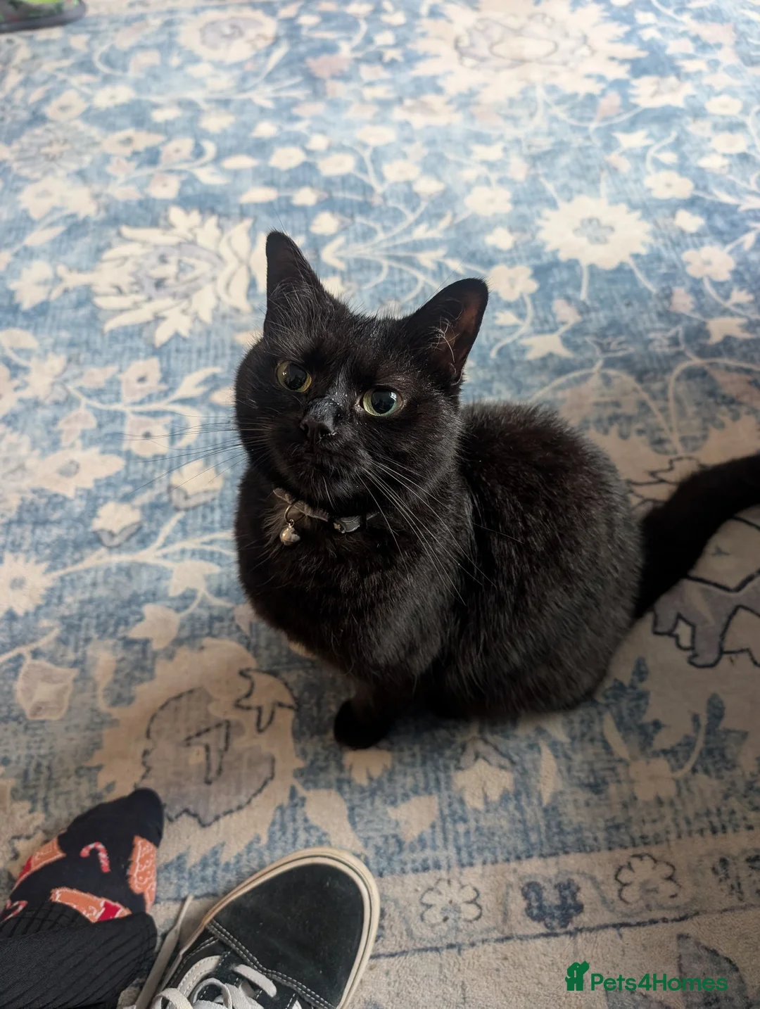 Mixed Breed cats for sale: Beautiful female cat aged 3 in Yeovil - Advert 4