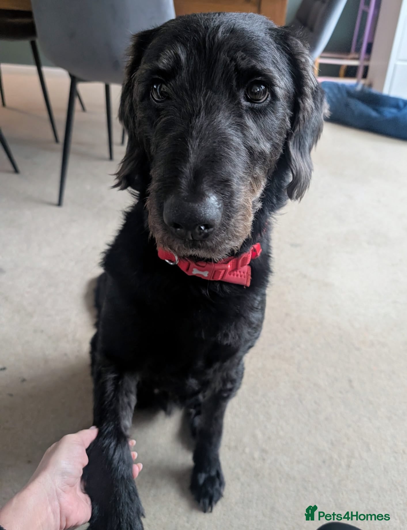 Labradoodle dogs 2 Year Old Labradoodle - Advert 1