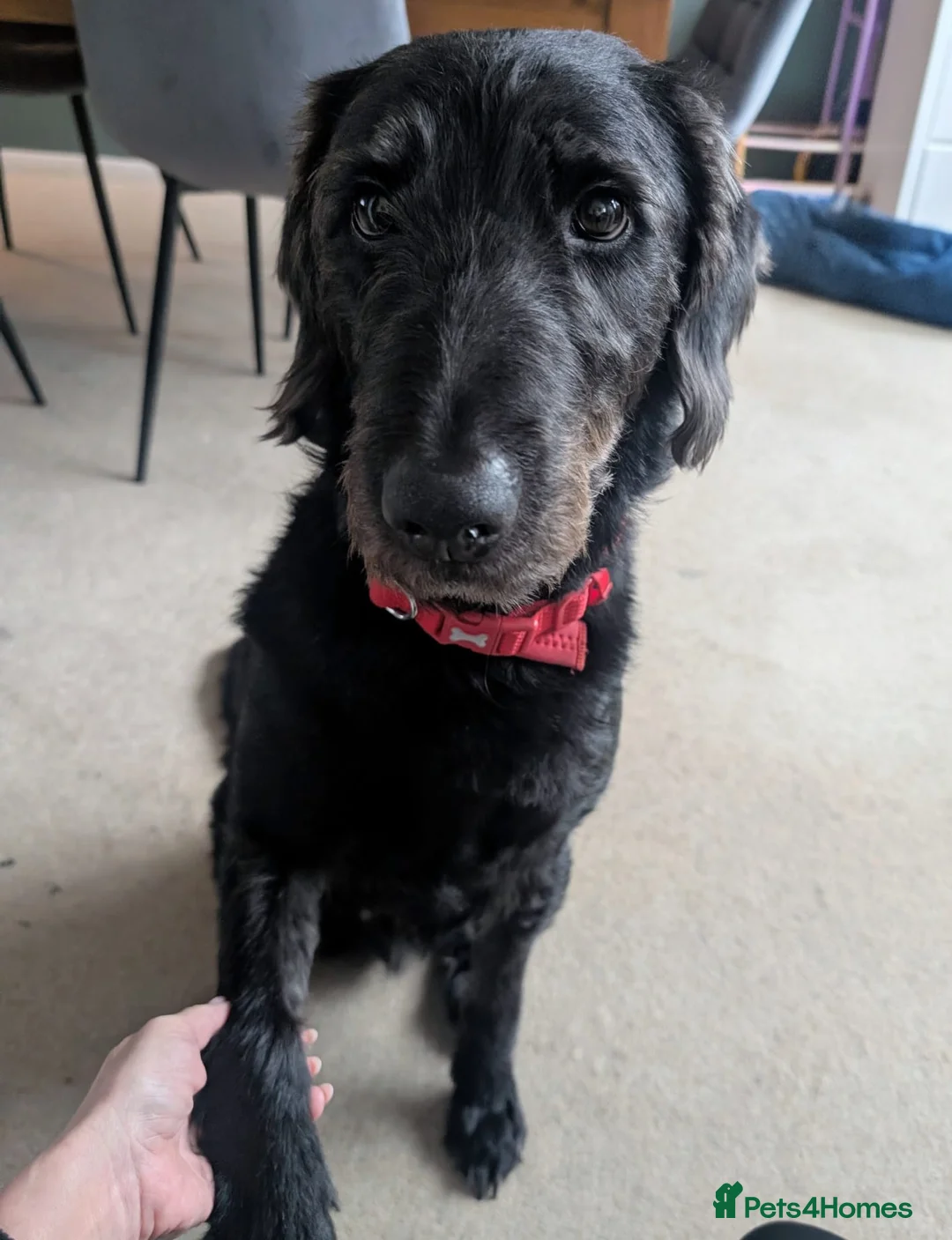 Labradoodle dogs for sale: 2 Year Old Labradoodle - Advert 1