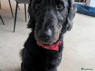 Labradoodle dogs 2 Year Old Labradoodle - Advert 7