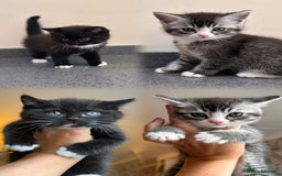 British Shorthair cats for sale: Adorable kittens ready to go 💙🩷 - Image 1