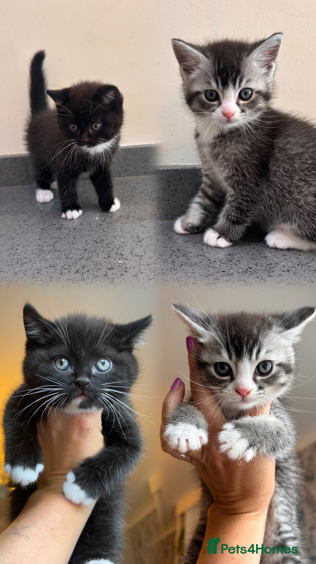 British Shorthair cats for sale: Adorable kittens ready to go 💙🩷 - Image 1