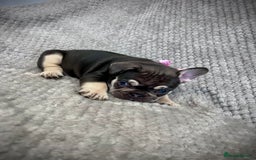 French Bulldog dogs for sale: Gorgeous Puppies ready to be reserved  - Image 15