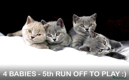 British Shorthair cats for sale: Last 3 Pedigree GCCF Reg Kittens, Ready Now in Gillingham - Image 2