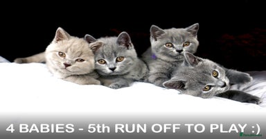 British Shorthair cats in Gillingham - Advert 3