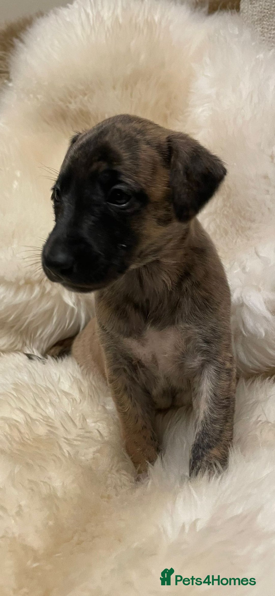 Whippet dogs for sale: KC  REG WHIPPET PUPS - Advert 8