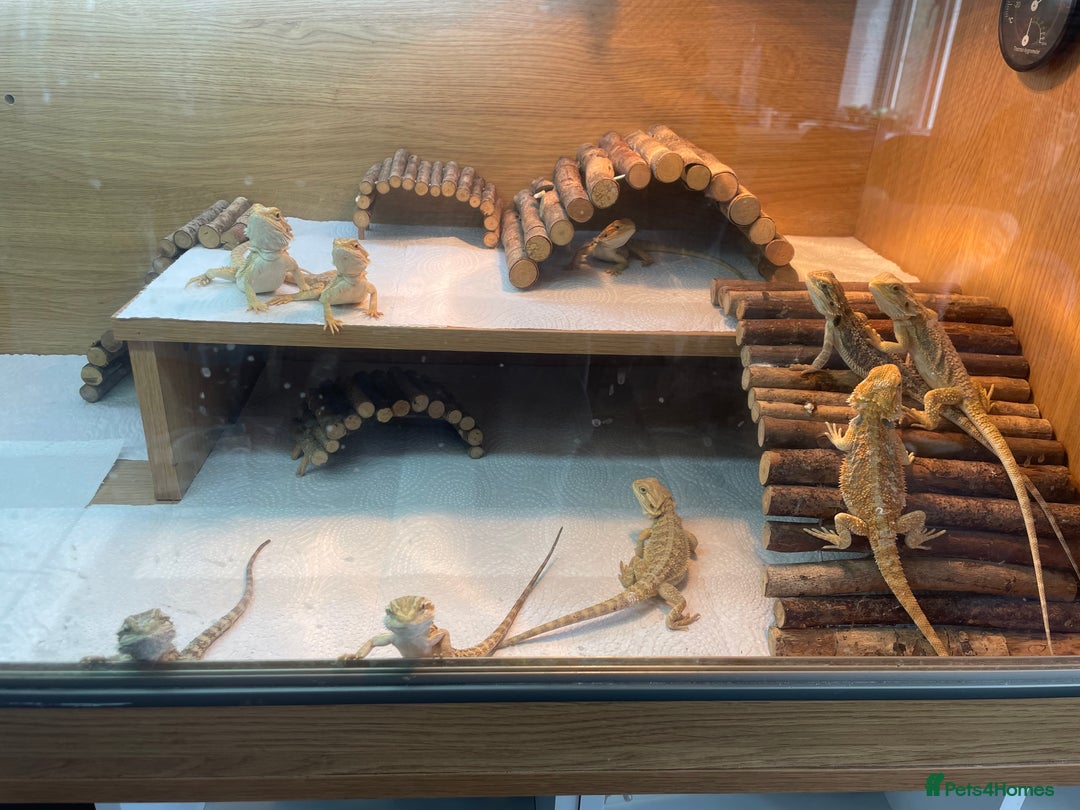 Bearded Dragon reptiles for sale: Baby Hypo Bearded Dragons - Image 6