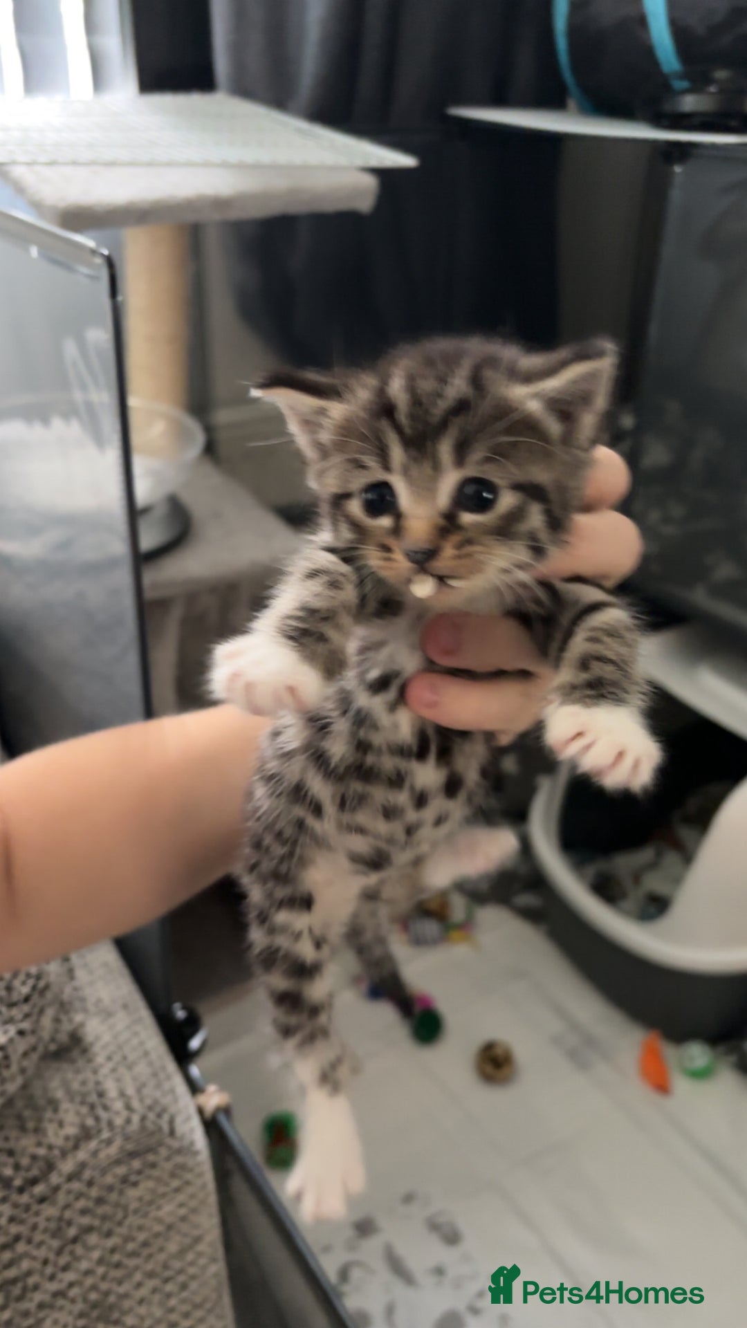Domestic Shorthair cats for sale: Blue/Brown/Black Tabbies (DSH) - Image 18