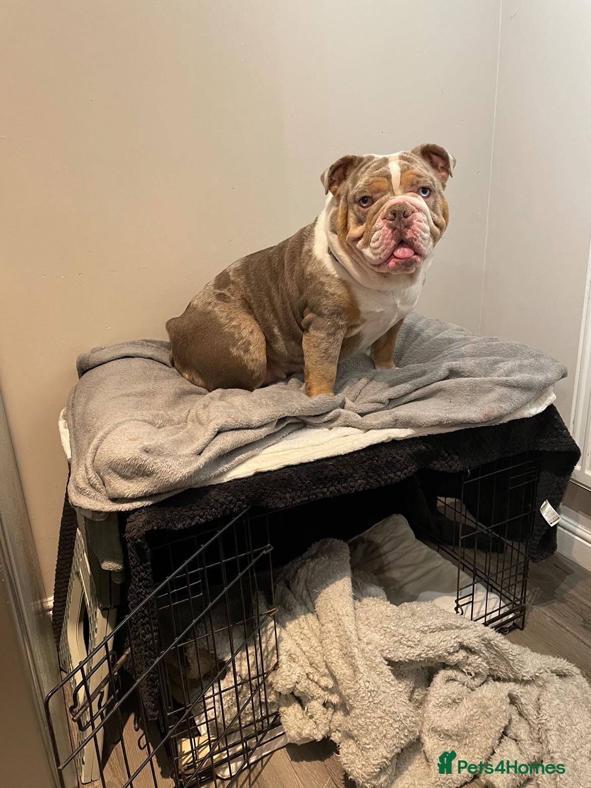 English Bulldog dogs British Bulldog Puppy for sale - Advert 17