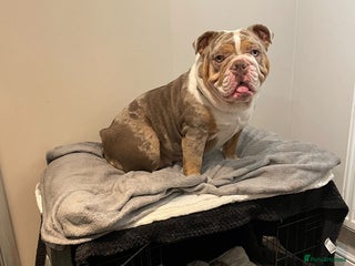 English Bulldog dogs British Bulldog Puppy for sale - Advert 16