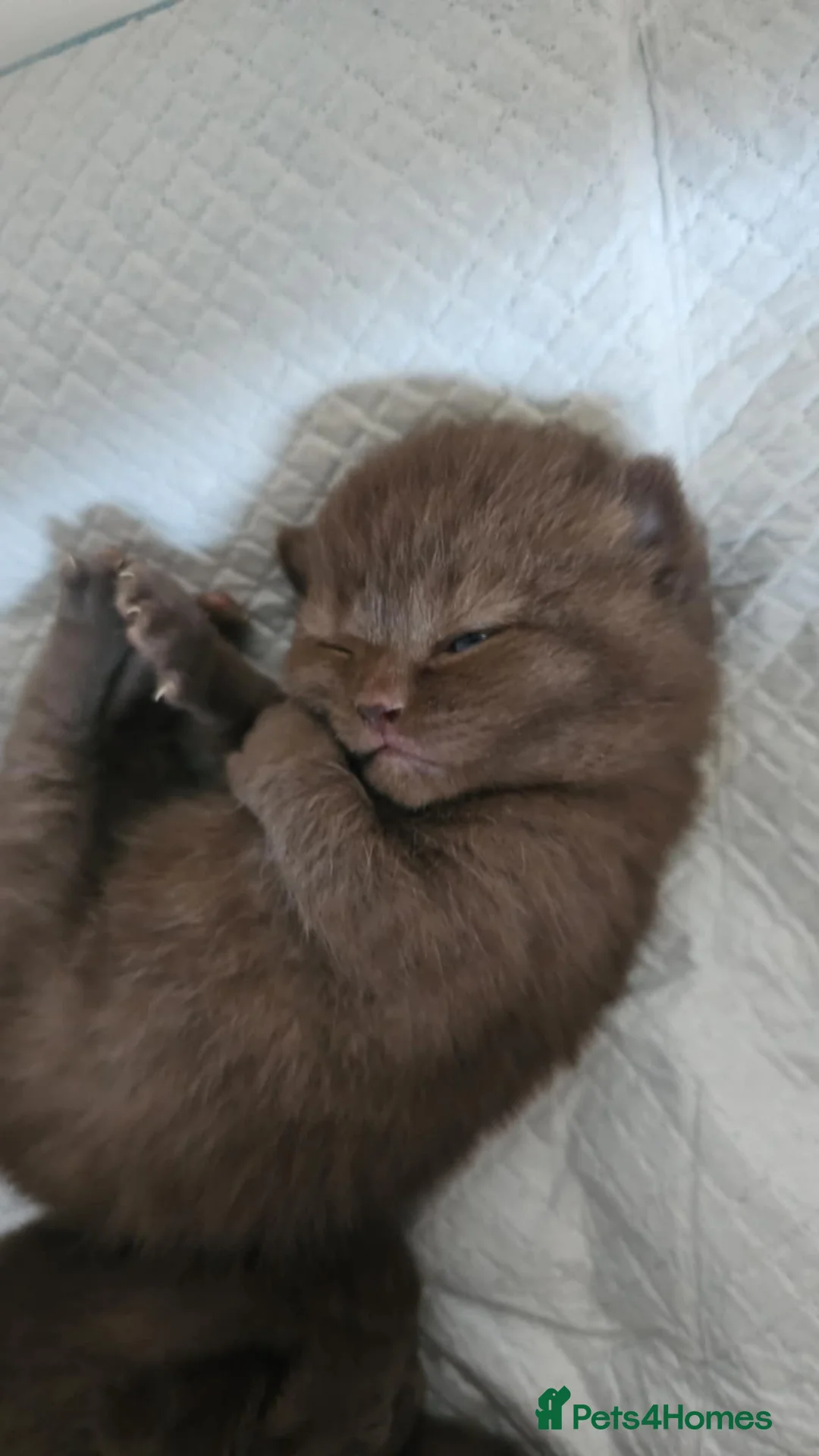 British Shorthair cats for sale: ✨ Stunning British Shorthair Kittens Available ✨ - Advert 10