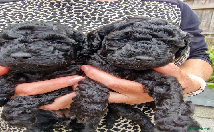 Toy Poodle dogs - Advert 10