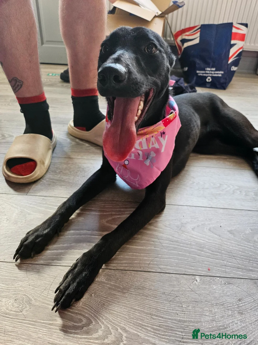 Mixed Breed dogs for stud: Bella   in Rotherham - Advert 2