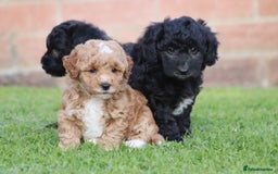 Cavapoochon dogs for sale: Cavapoochon puppies for sale - Image 13