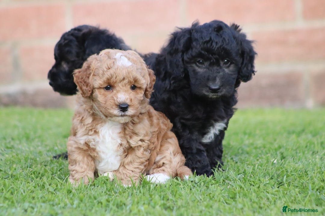 Cavapoochon dogs for sale: Cavapoochon puppies for sale - Image 13