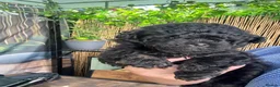 Toy Poodle dogs for sale: Toy Poodle Male - Advert 5