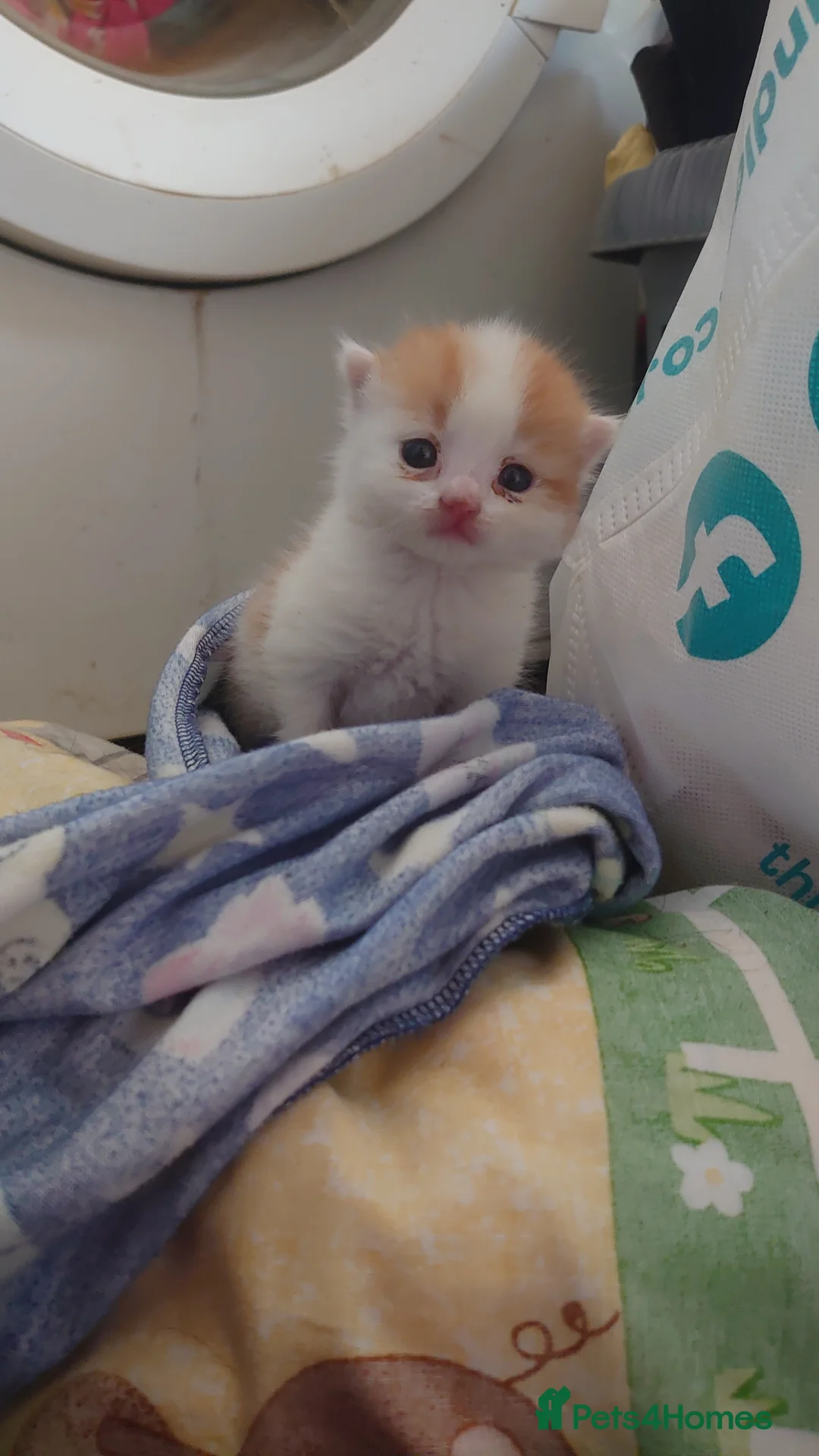 Mixed Breed cats for sale: Very Very special home needed! - Advert 1