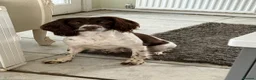 English Springer Spaniel dogs for sale: Stunning working springers  in Solihull - Advert 10
