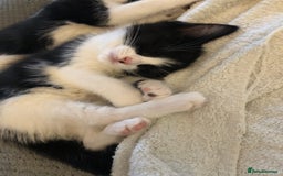 Ragdoll cats for sale: Ragdoll mix beautiful kittens  - Image 2