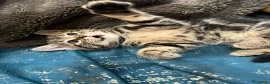 🤎 Beautiful Tabby Girl – £120 🤎